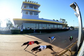 North-East Wrap: Silence makes Noise in Shepparton Vic Breeders