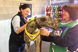 Shepparton Vet Care Going Ahead in Leaps and Hounds