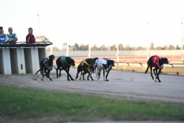 Shepparton Preview: Hatty Hard to Beat
