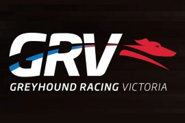 Greyhound trainer in stable condition after crash tragedy