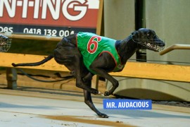 Audacious record in Cup heats